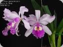 Cattleya Carmen